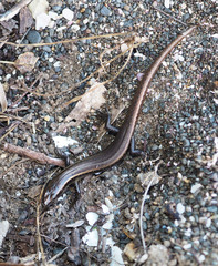 Oligosoma smithi