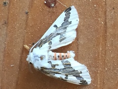 Euerythra phasma