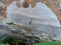 Phanerochaete livescens