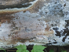 Phanerochaete livescens