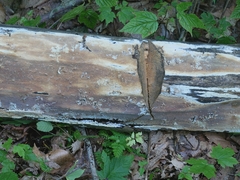 Phanerochaete livescens