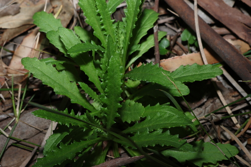 Senecio diaschides observed 2024-09-08