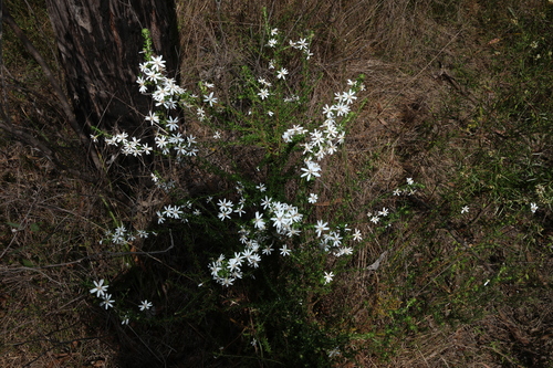 Image of Olearia microphylla by (c) Greg Tasney, some rights reserved (CC BY-SA)