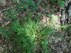 Carex debilis rudgei