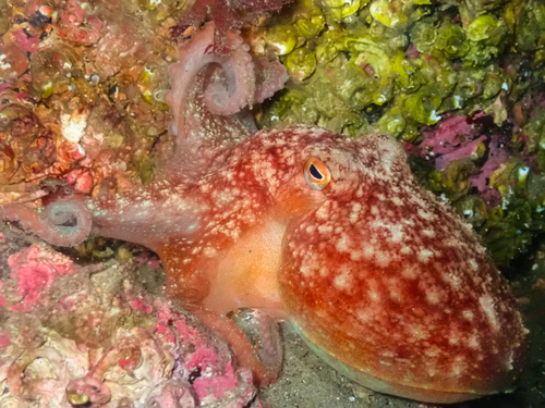 Curled Octopus