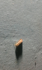 Aegocera rectilinea