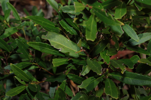 Image of Denhamia silvestris by (c) Greg Tasney, some rights reserved (CC BY-SA)