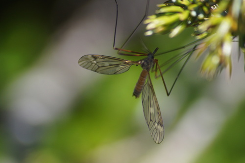 Tipula alpium