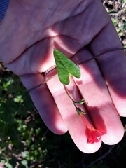 Ipomoea indivisa