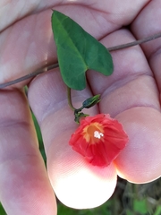 Ipomoea indivisa