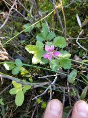 Rubus arcticus acaulis