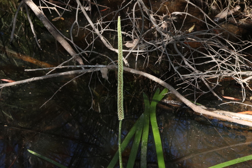 Image of Cycnogeton procerus by (c) Greg Tasney, some rights reserved (CC BY-SA)