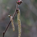 Corylus cornuta californica - Photo (c) Franco Folini, alguns direitos reservados (CC BY-SA)