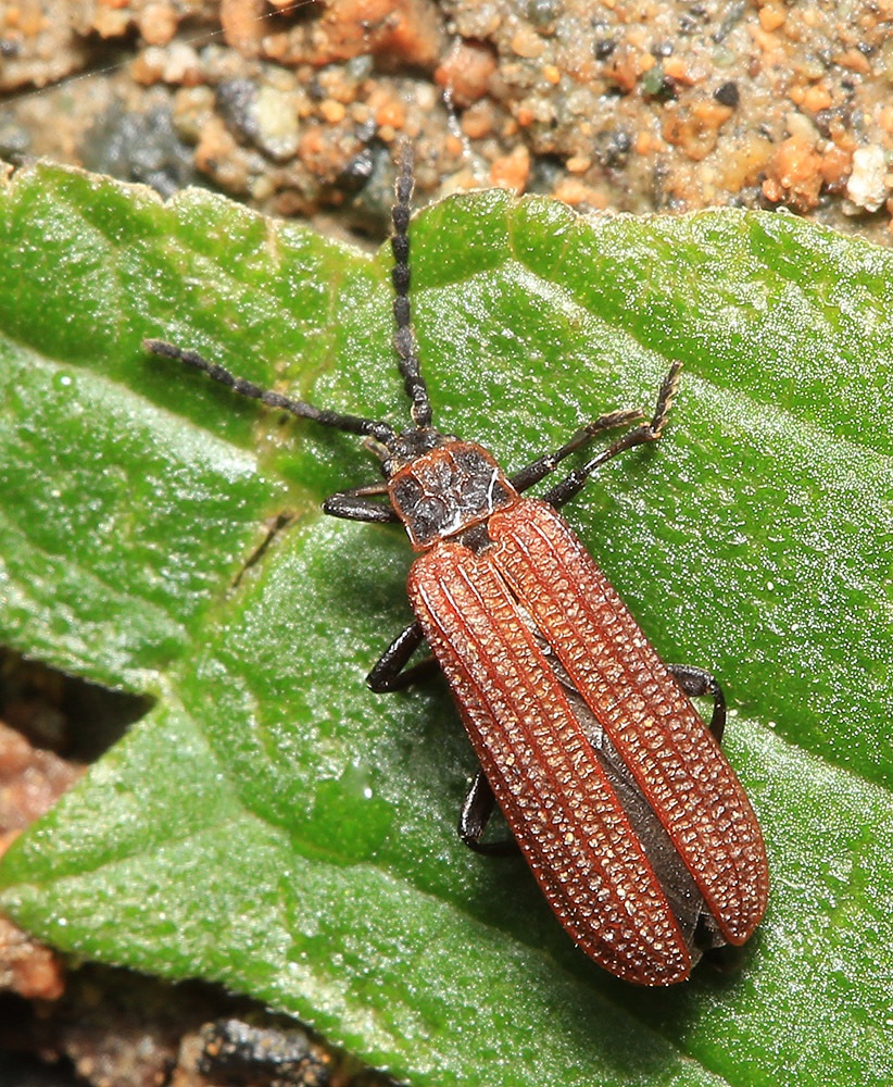 Erotides nasuta