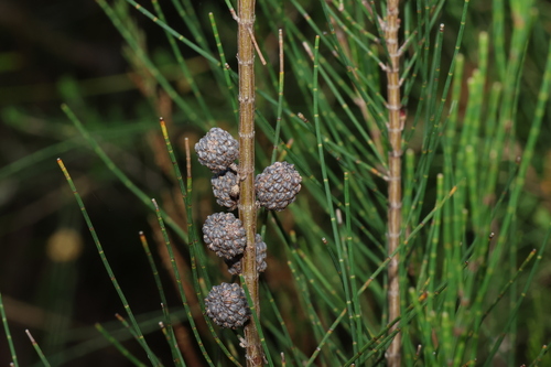 Allocasuarina rupicola (Allocasuarina rupicola)