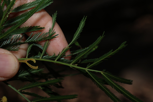 Image of Acacia filicifolia by (c) Greg Tasney, some rights reserved (CC BY-SA)