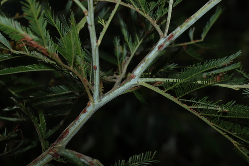 Image of Acacia filicifolia by (c) Greg Tasney, some rights reserved (CC BY-SA)