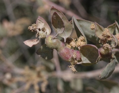 Asphondylia atriplicis