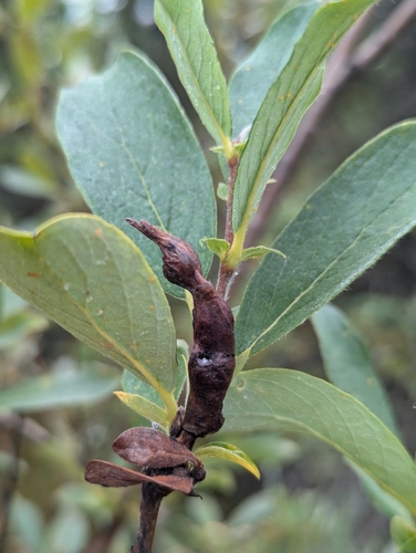 Potato Gall Midge photo 5