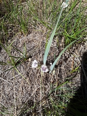 Calochortus coeruleus