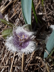 Calochortus coeruleus