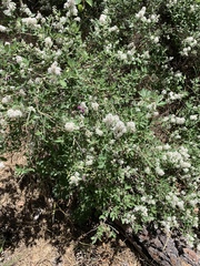 Ceanothus fendleri