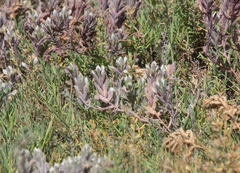 Chloropyron maritimum maritimum