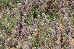 Chloropyron maritimum maritimum