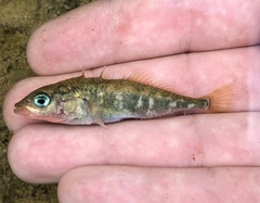 Three-Spined Stickleback photo 4