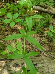 Lysimachia quadrifolia