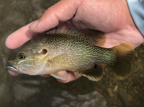 Green Sunfish