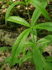 Lysimachia quadrifolia