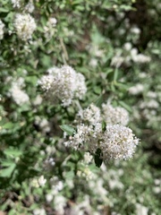 Ceanothus fendleri