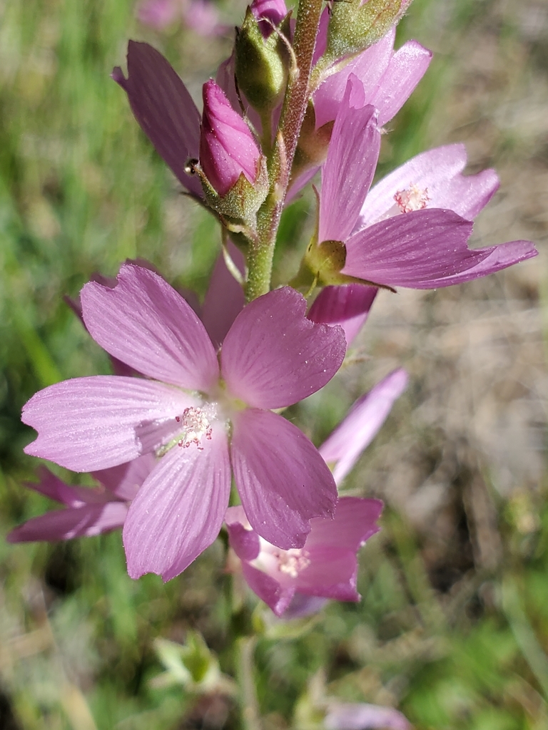 Oregon checker mallow ckiss ecogarden plant list inaturalist