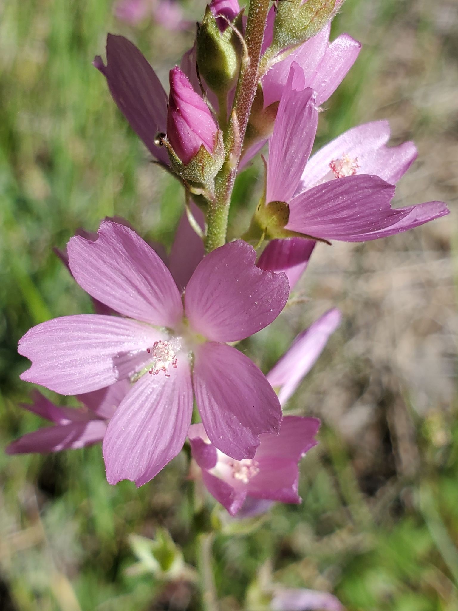 Sidalcea oregana