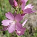 Sidalcea oregana - Photo no hay derechos reservados, subido por Ellen Watrous