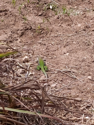 Giant Ameiva