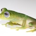 Ghost Glass Frog - Photo (c) Brian Gratwicke, some rights reserved (CC BY)