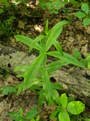 Lysimachia quadrifolia