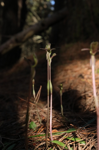 Image of Chiloglottis trapeziformis by (c) Hayden Jones, some rights reserved (CC BY)