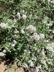 Ceanothus fendleri