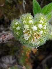 Phacelia leptosepala