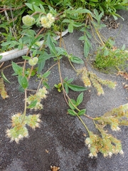 Phacelia leptosepala