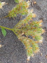 Phacelia leptosepala