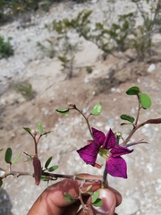 Bauhinia ramosissima