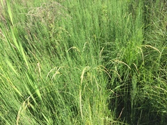 Sphenopholis obtusata