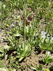 Fritillaria purdyi