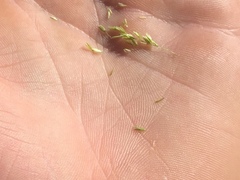 Sphenopholis obtusata