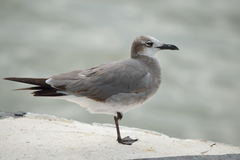 Leucophaeus atricilla