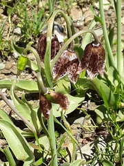 Fritillaria purdyi